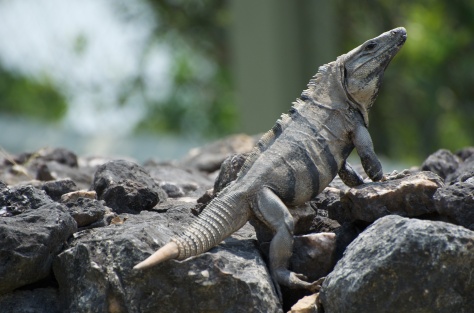 This guy has nothing to do with today's post other than being awesome! Gray iguanas are all over the property!