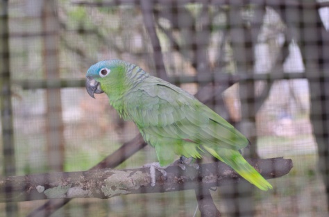 Blue headed (mealy) parrot - this one is named Buzz. He lived at a resort where he buzzed visitors. He is not releasable - he is beautiful.