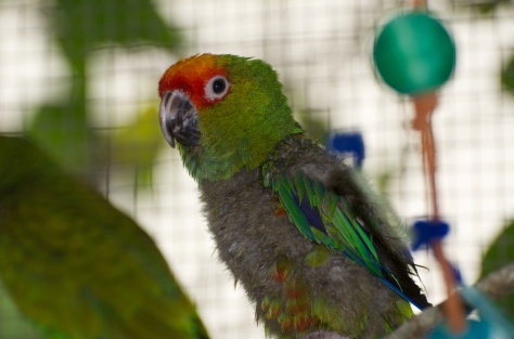 This golden-crowned conure is my absolute favorite here. He is such a sweetheart! I might just take him and his girlfriend home - if I can figure out how to do that. :) 