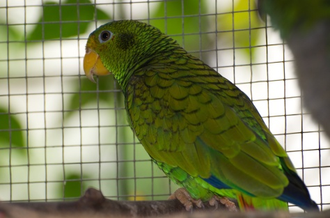 This female yellow lored is bonded to a golden crowned conure - Nikki is hoping to rehome them together. 
