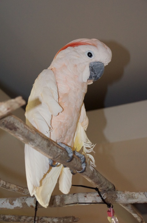 Milo - a relatively quiet boy who loves having head/back/wing massages. He has cataracts in both eyes and prefers to stay up on his perch. 