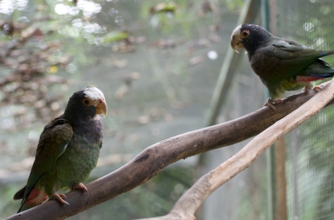 These are two white-crowned parrots (pionus) in one of the aviaries.