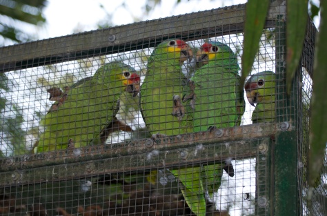 Red-loreds in the aviary - this group will hopefully be releasable. 