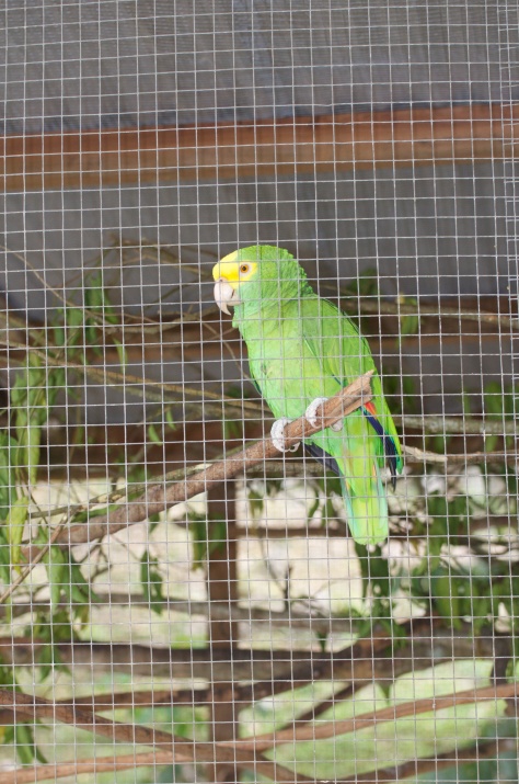 Yellow-headed parrot - Nikki currently has 8 of them. 1 is bonded to a red-lored and has quite a repertoire of songs. The other 7 will hopefully start her breeding program. They are incredibly aggressive and very vocal!!